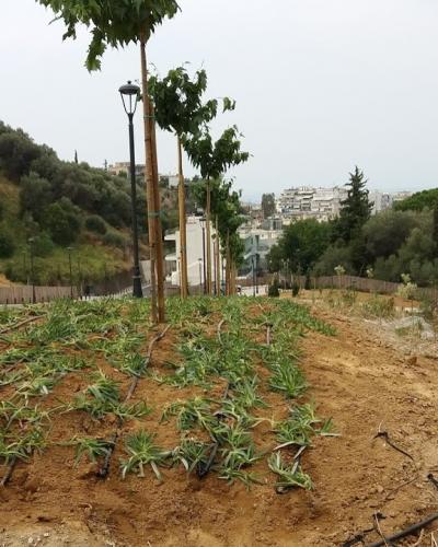 Τμήμα Μελέτων Έργων Πρασίνου